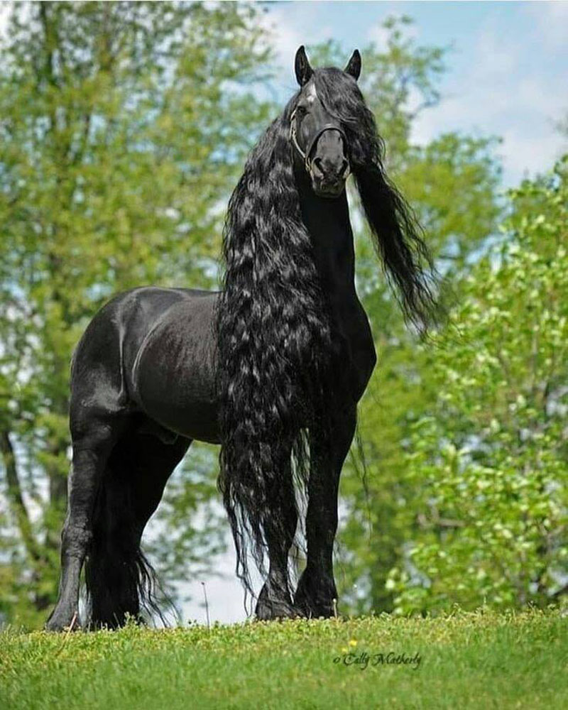 Somebody had way to much time grooming this horse